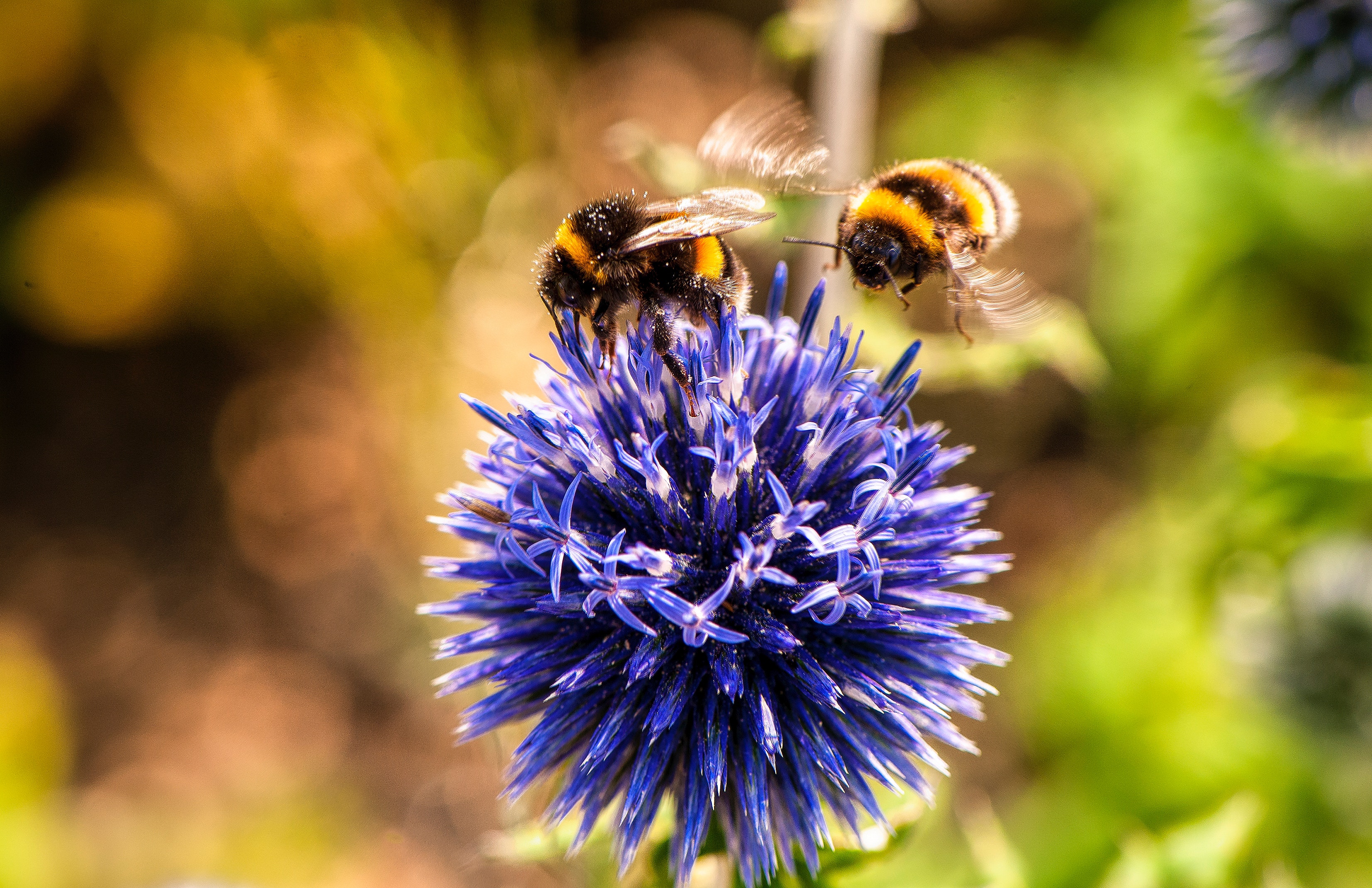 Bee on flowers 1