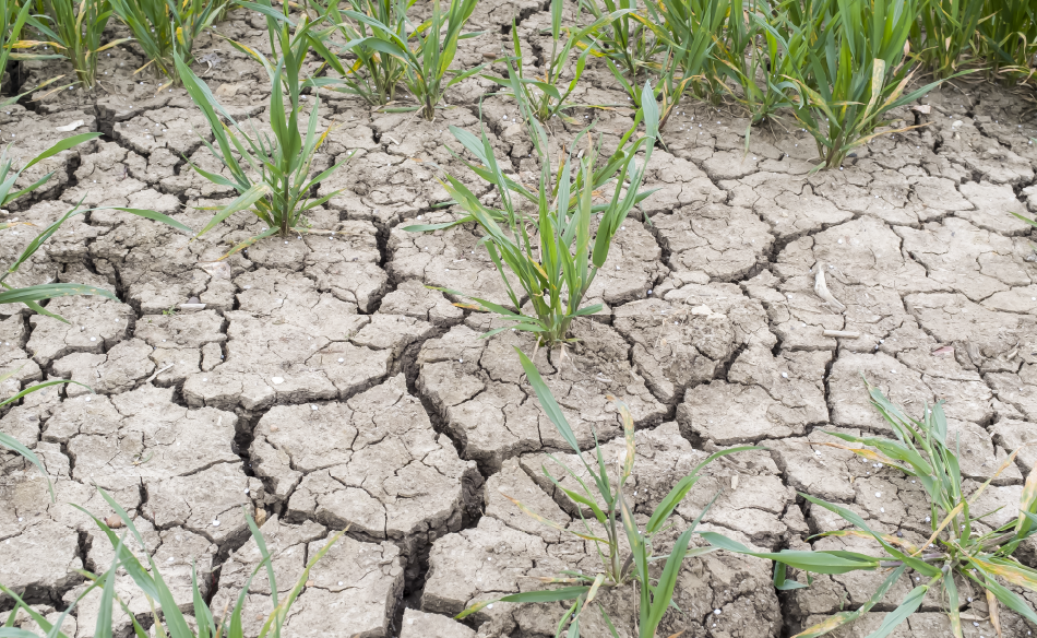 Drought farming summer 2026
