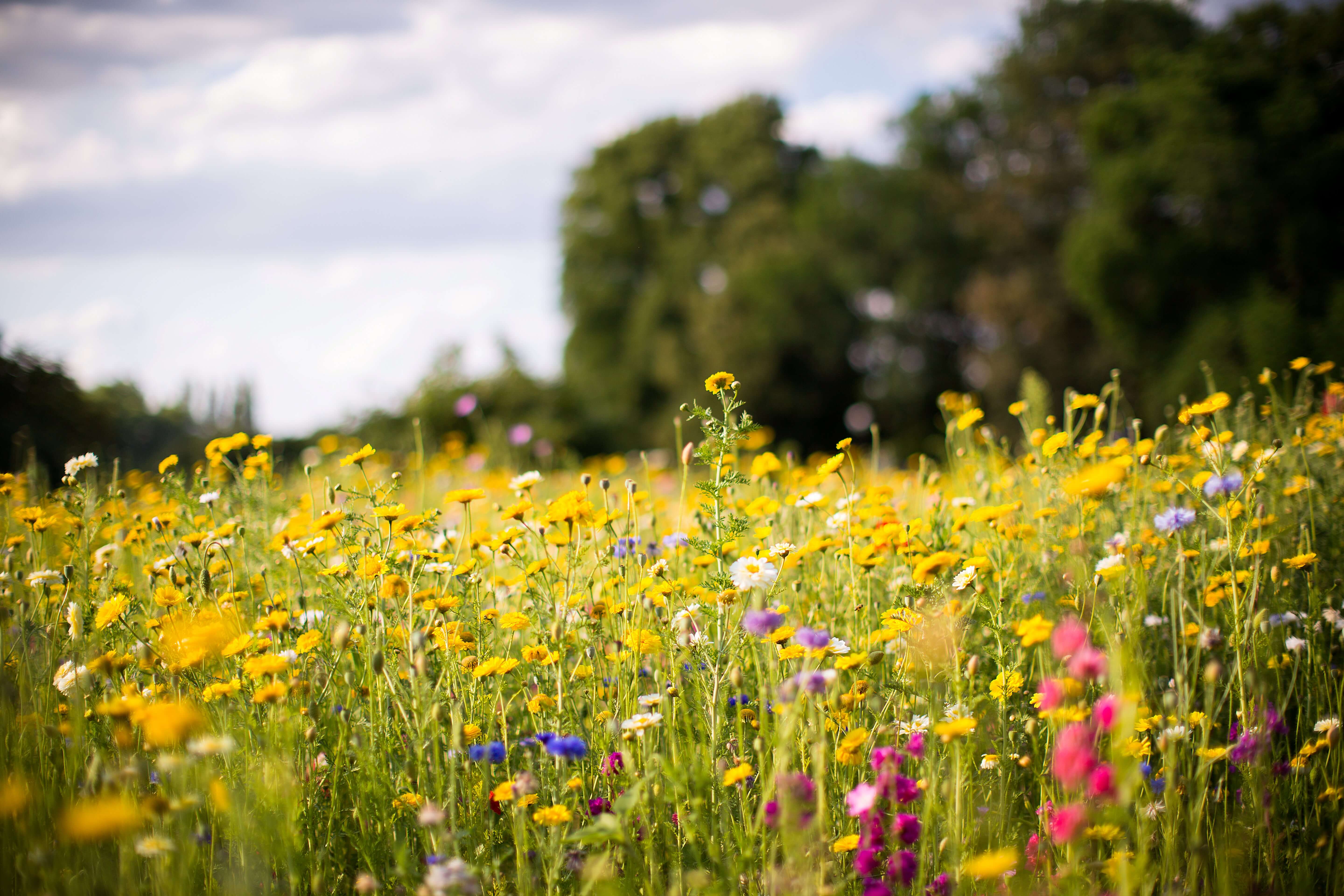 Field of wildflowers 1