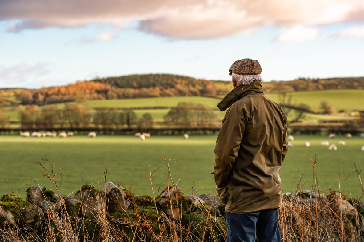 Man in field looking at sheep 01