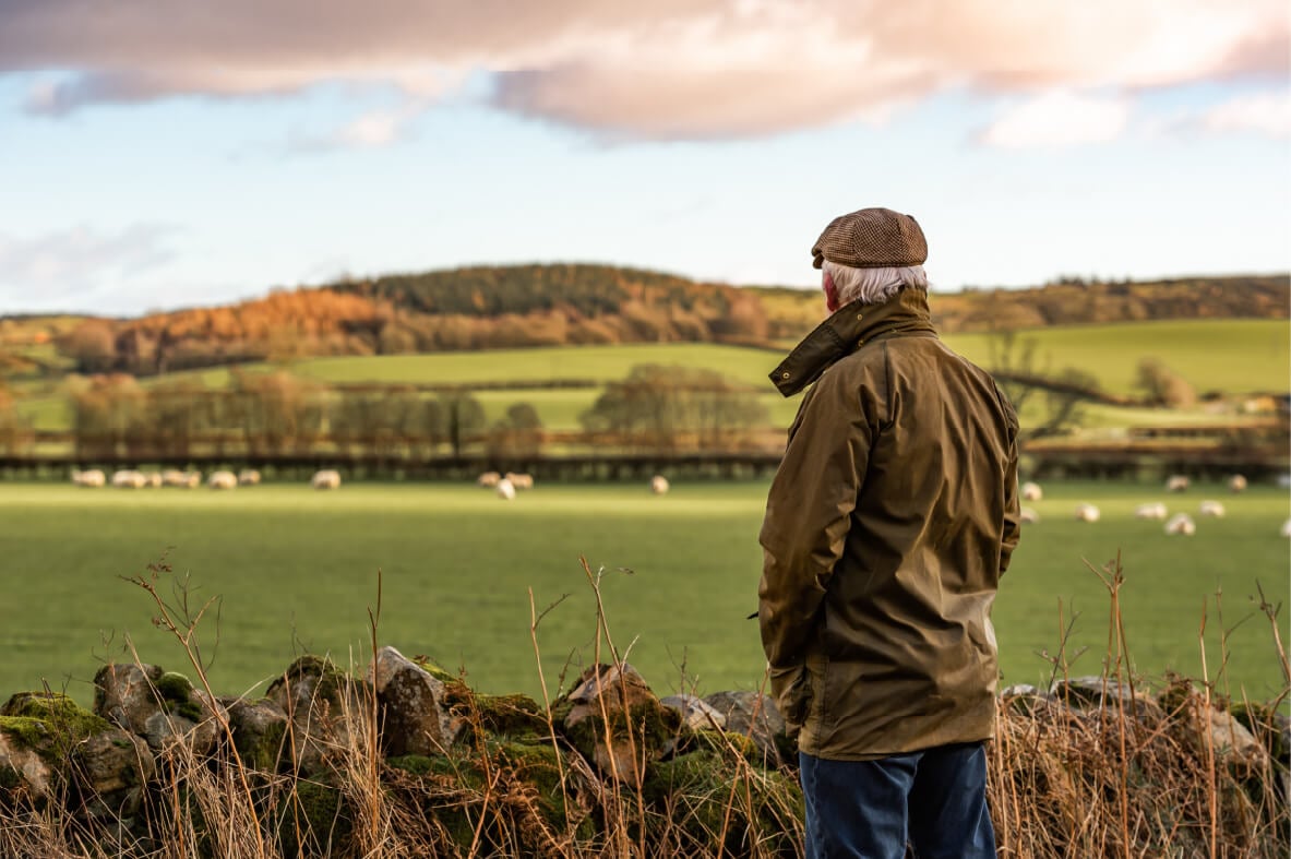 Man looking at field with sheep 1