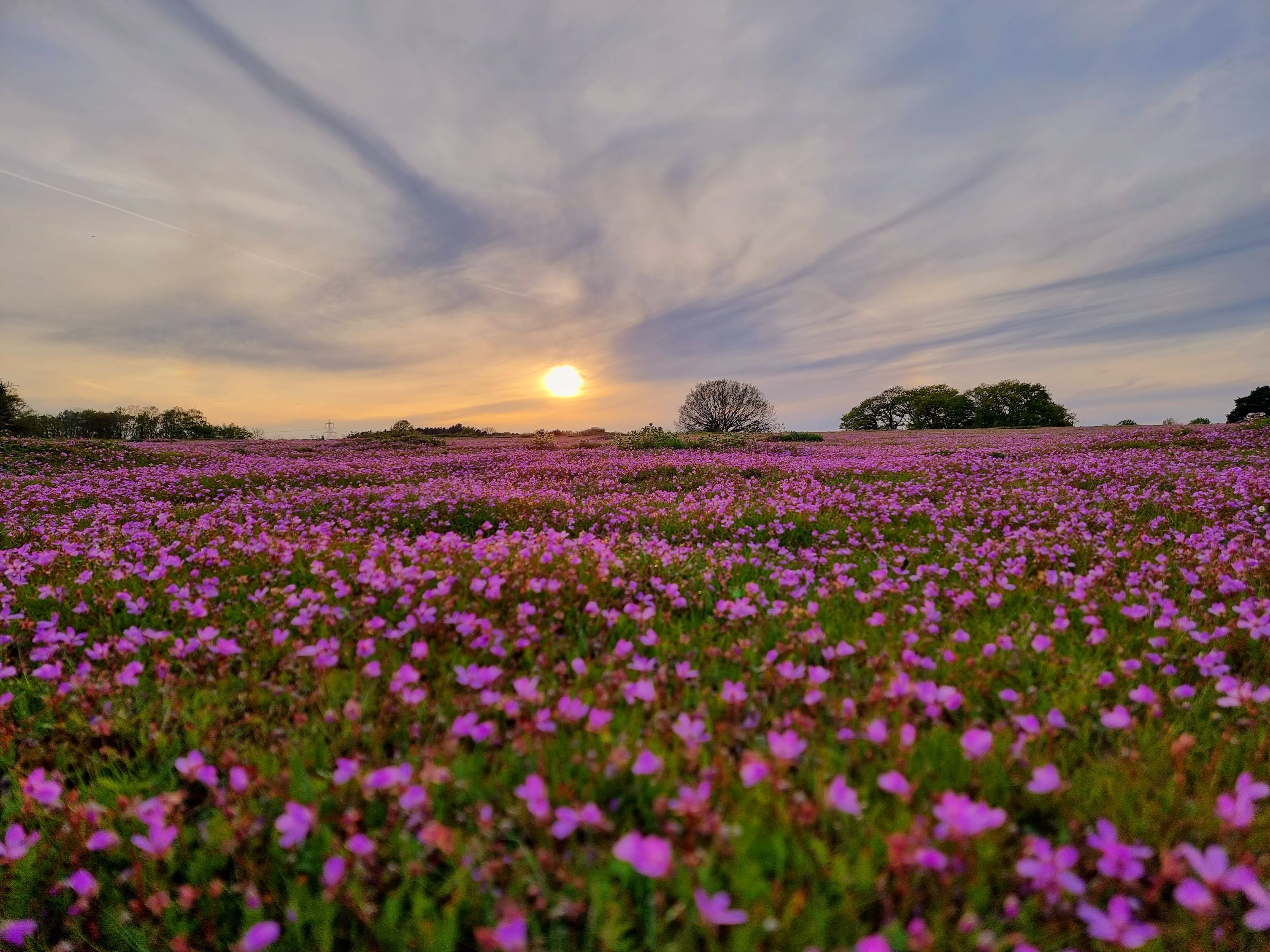 Mauve flowers in field