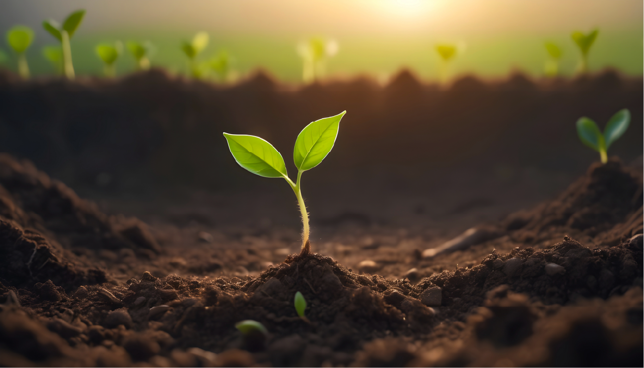 Plant in soil