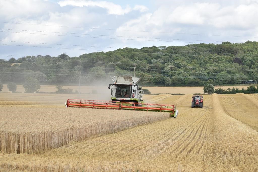 Combine harvester in field