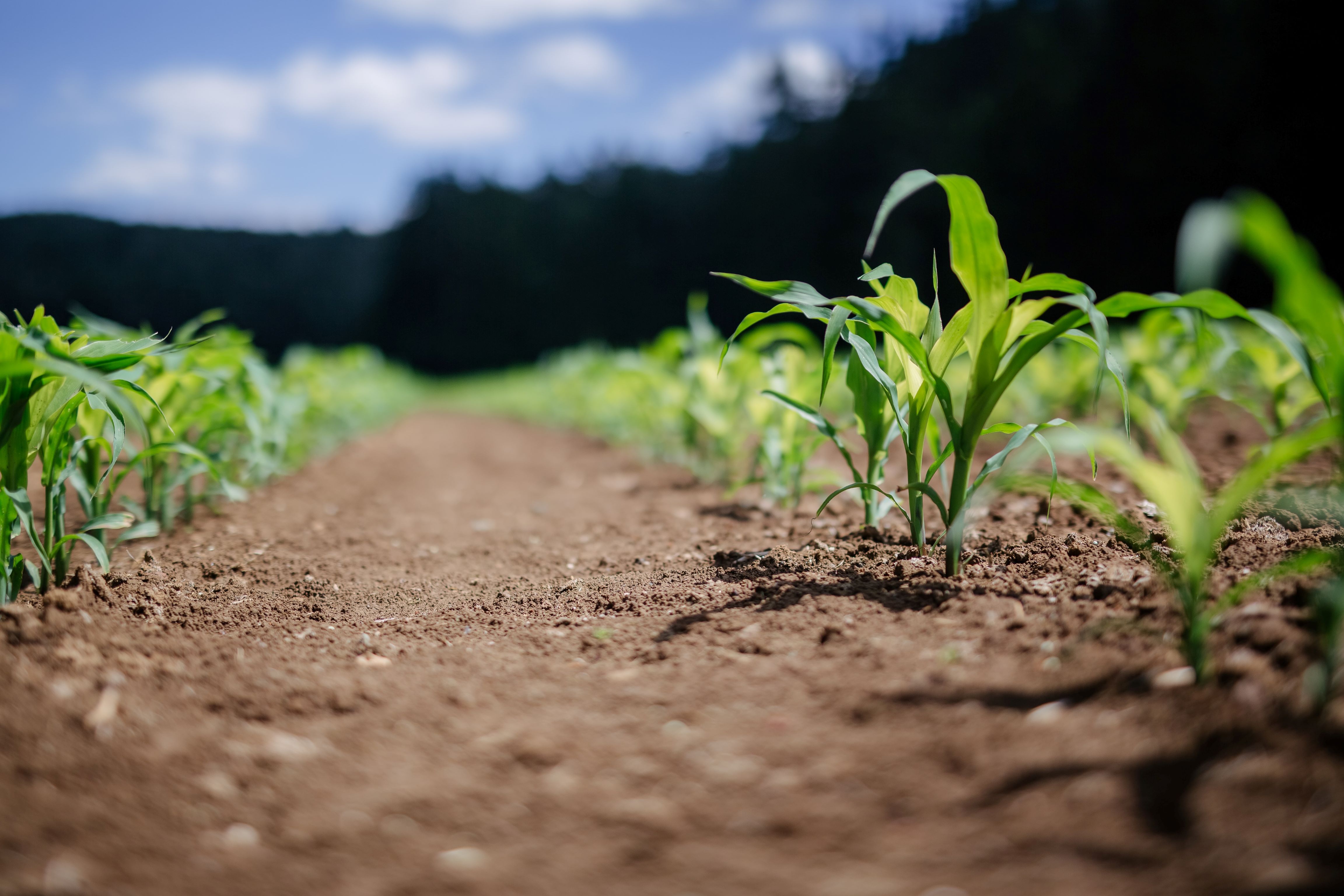 Plants in soil 2